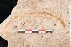Foto (Detailansicht) von Araucaria sternbergii Goeppert (NHMW-GEO-2024-0188-8301)